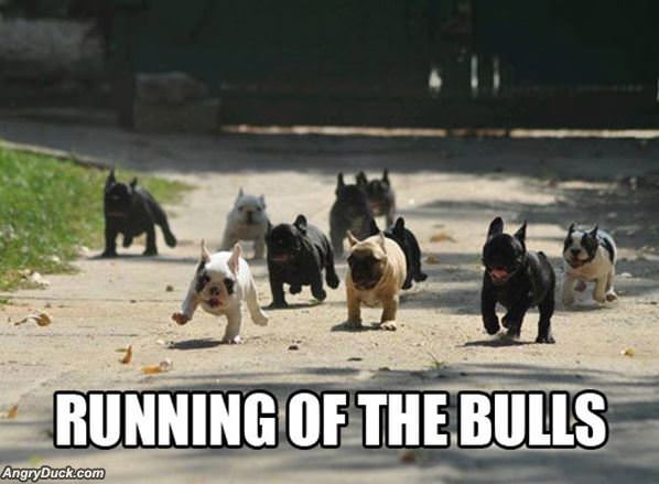 Running Of The Bulls