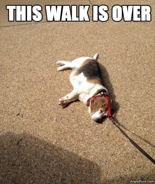 Walk Is Over