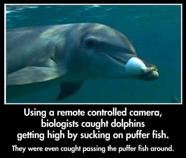 Dolphins Are Awesome