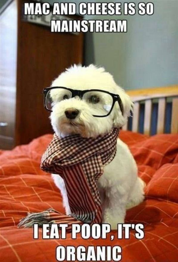 Hipster Dog