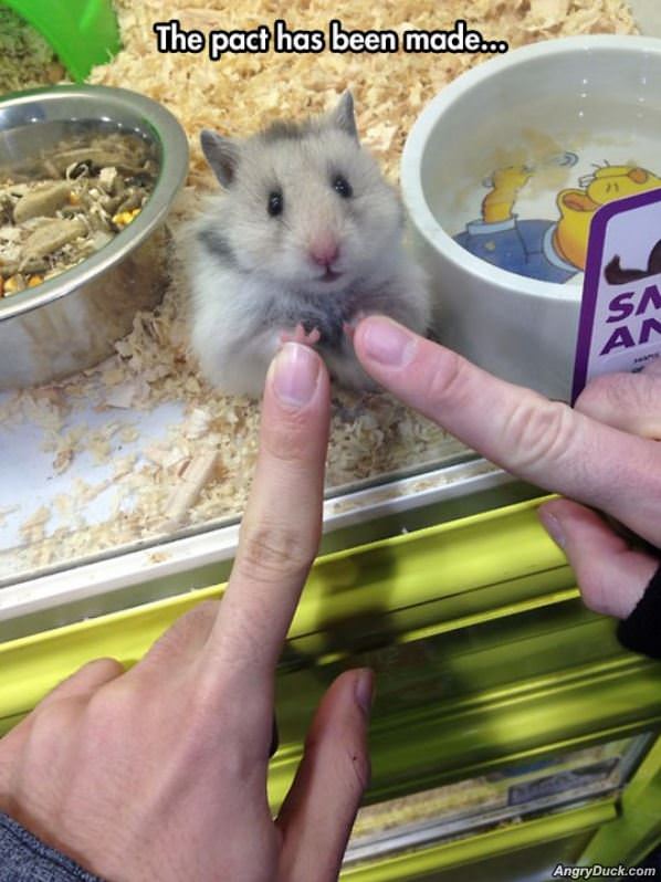 Pact Has Been Made