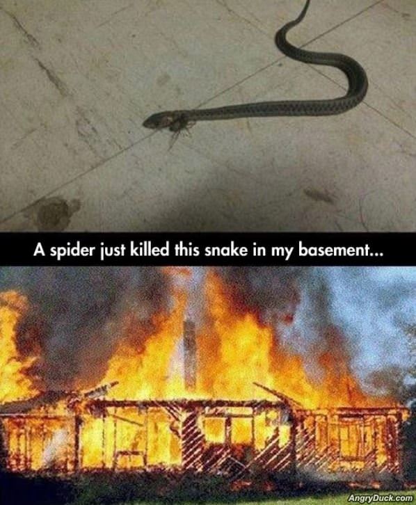 Spider Vs Snake