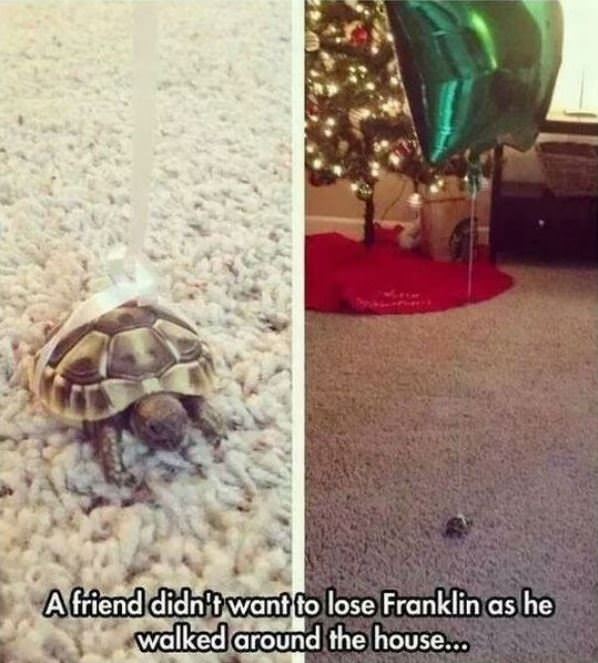 Dont Lose Franklin