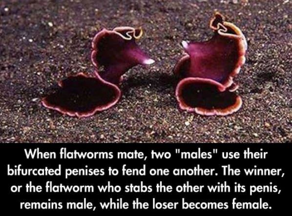 Flatworms