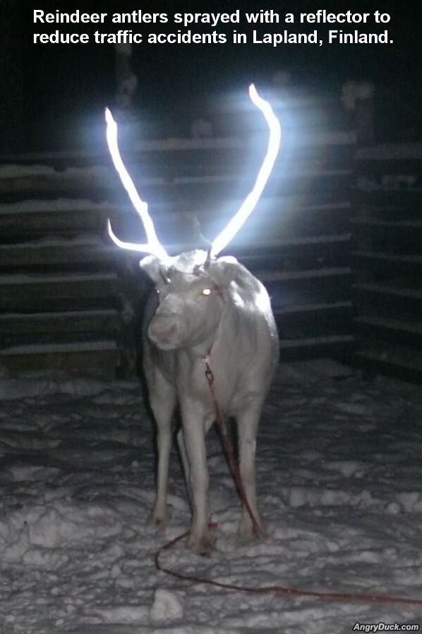 Reindeer Antlers