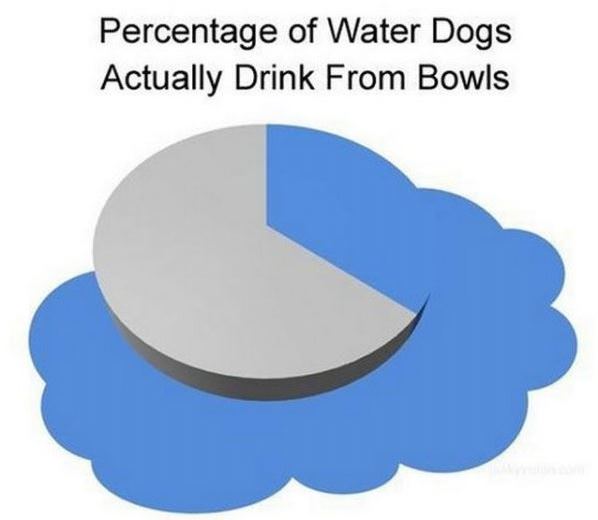 Water Bowl Percentage