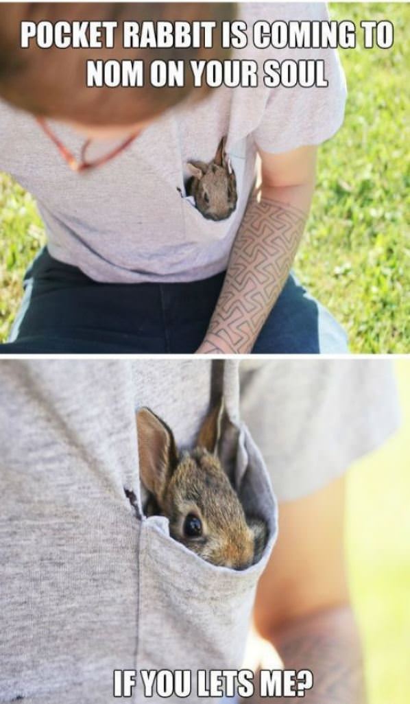 Pocket Rabbit