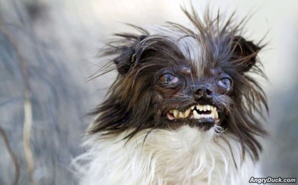 Real Life Gremlin