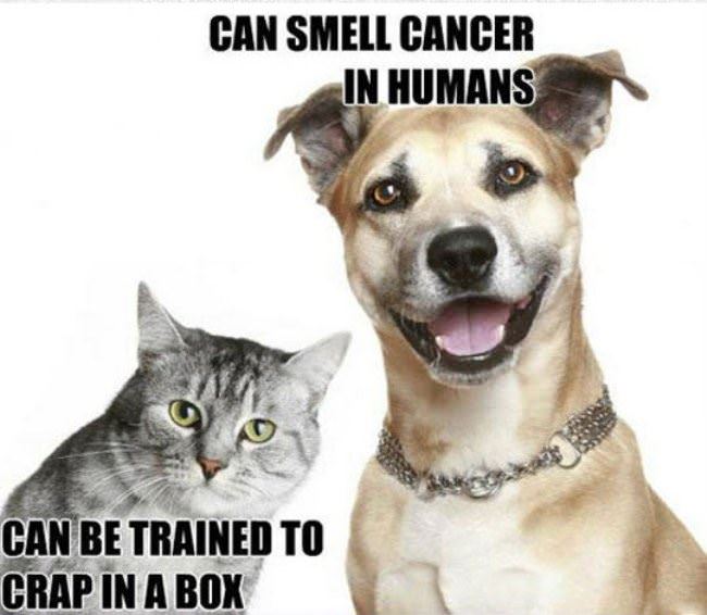 Cats Vs Dogs