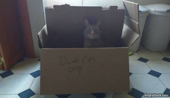 Dumb Cats Only