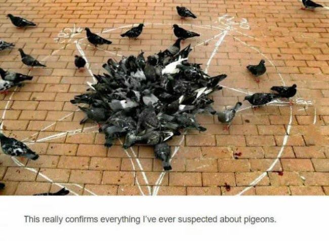 Pigeons