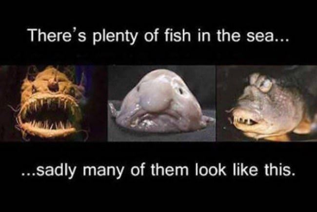 Plenty Of Fish In The Sea