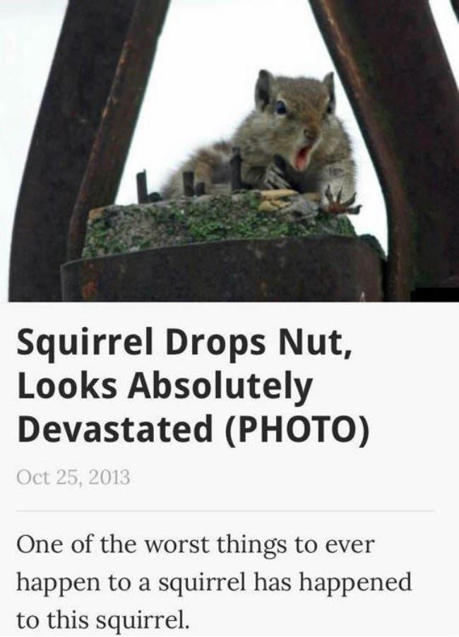 Squirrel Drops Nuts