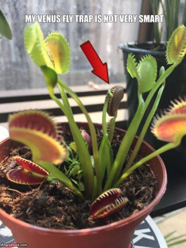 Venus Fly Trap