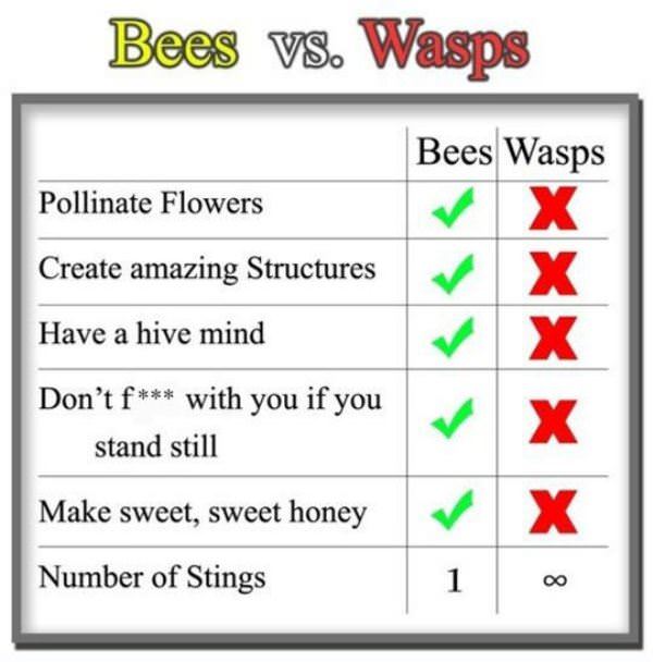 Bees Vs Wasps