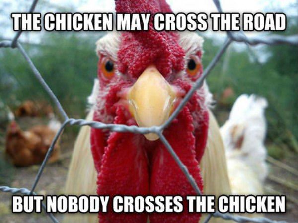 Funny Angry Chicken Crossing Road Fence