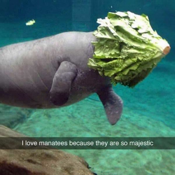 Majestic Animals