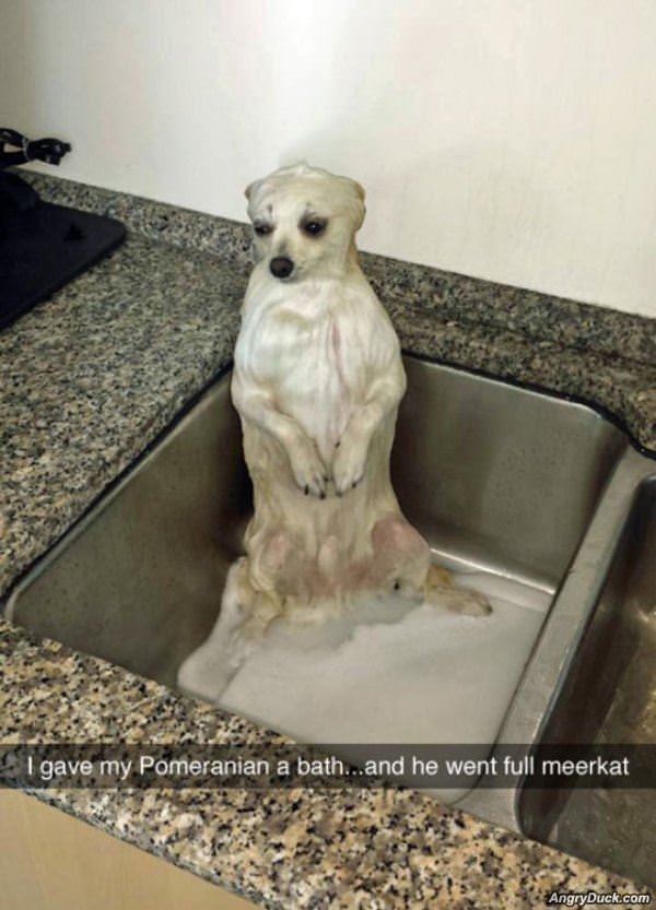 Meerkat