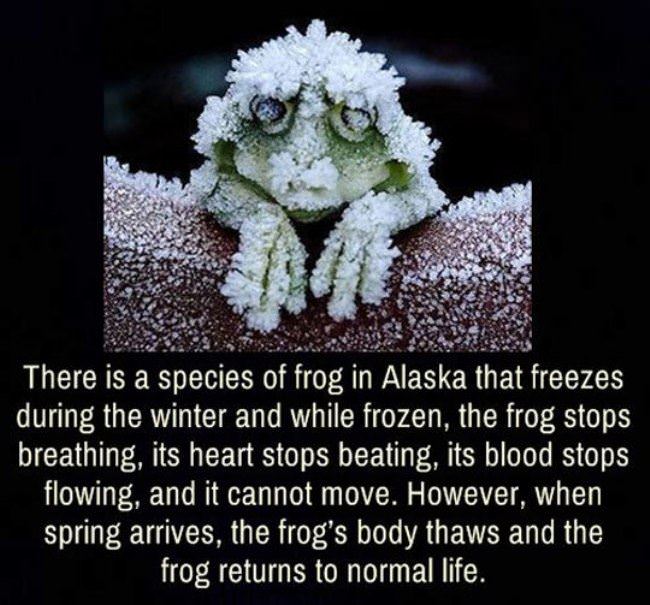 Cool Winter Frog