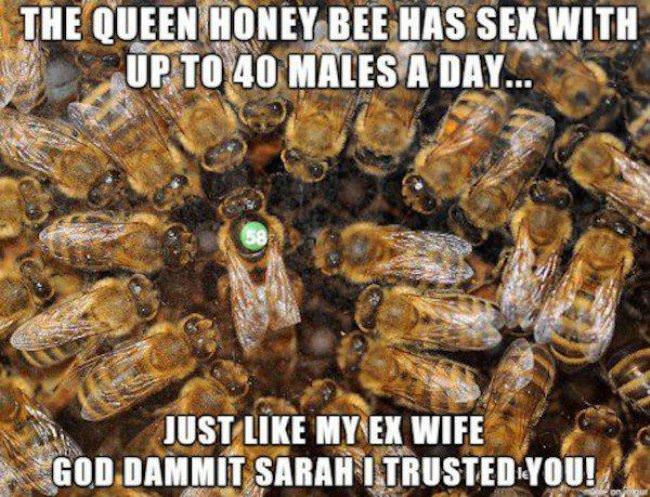 Queen Honey Bee