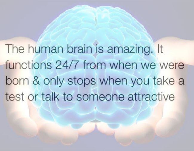 The Human Brain