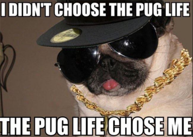 The Pug Life