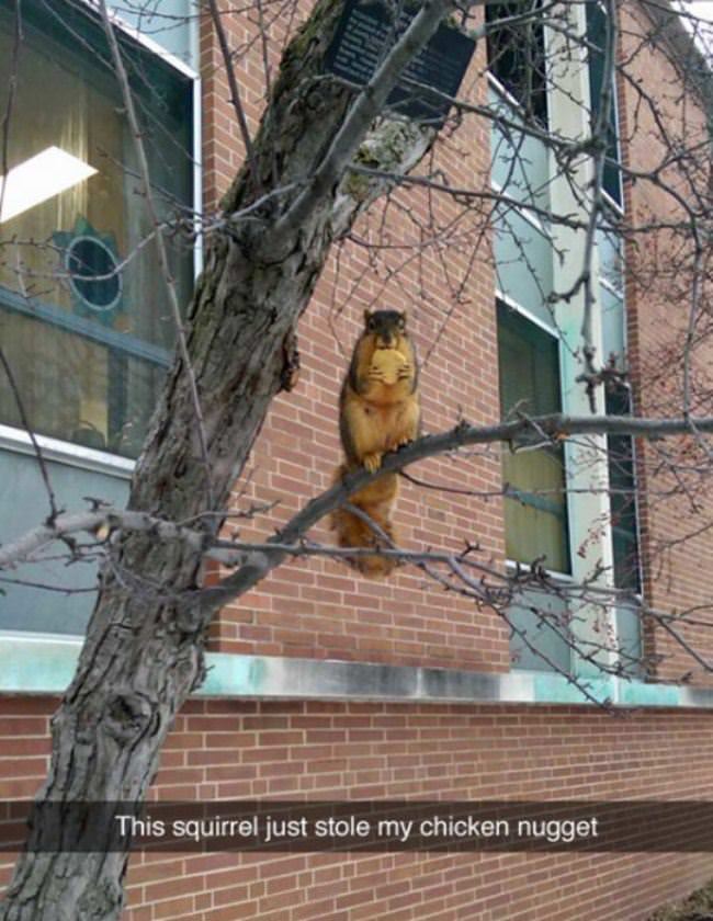 The Squirrel Thief