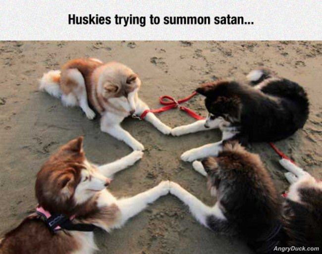 Weird Huskies