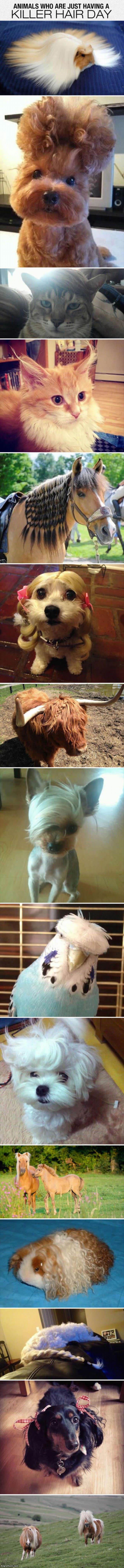 Animals Having Killer Hair Day