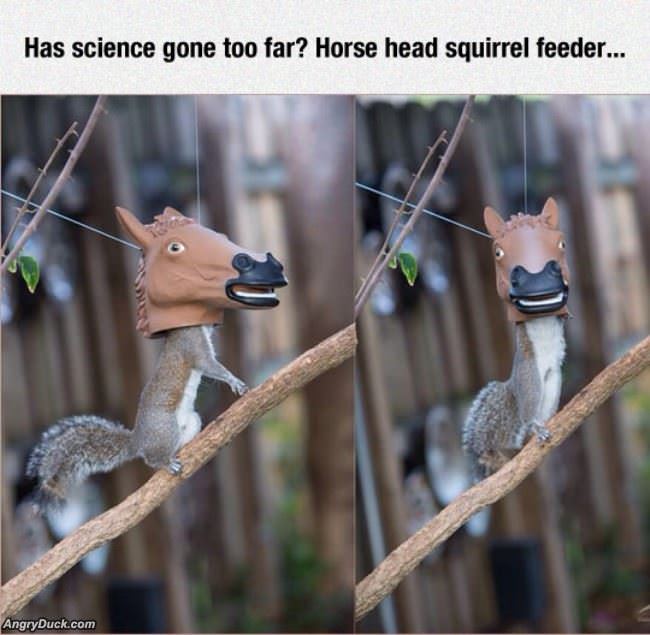 Horse Head Squirrel Feeder