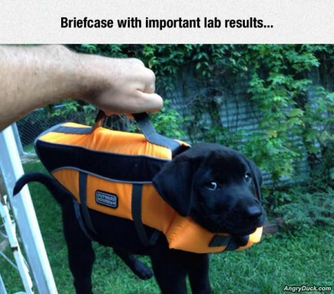 Important Lab Results