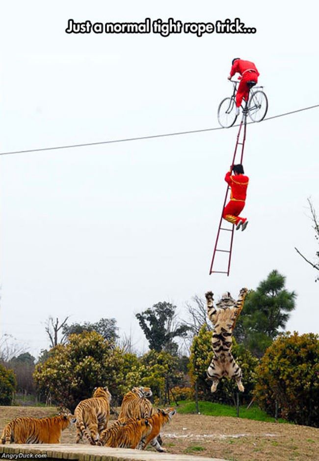 Normal Tight Rope Trick