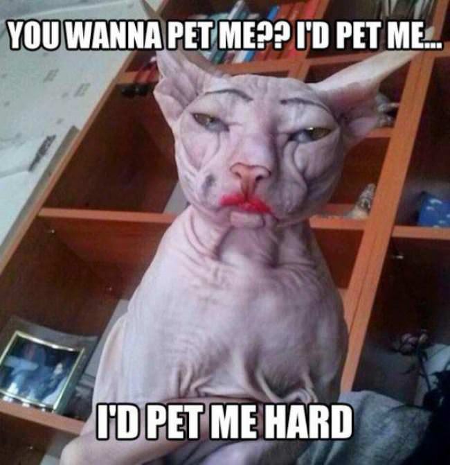 Pet Me