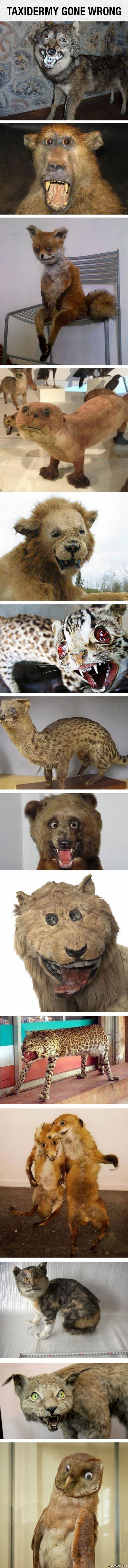 Amazing Taxidermy