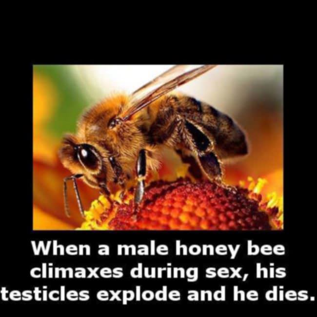 Bee Problems