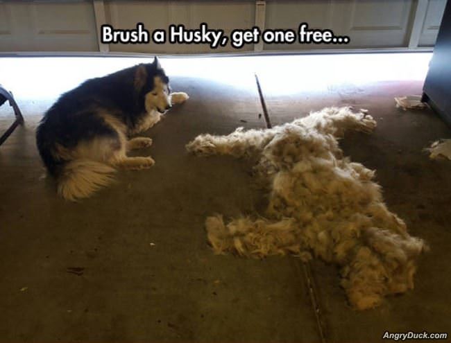 Brush A Husky