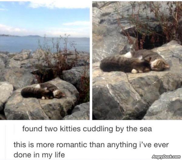 Cuddling Kitties