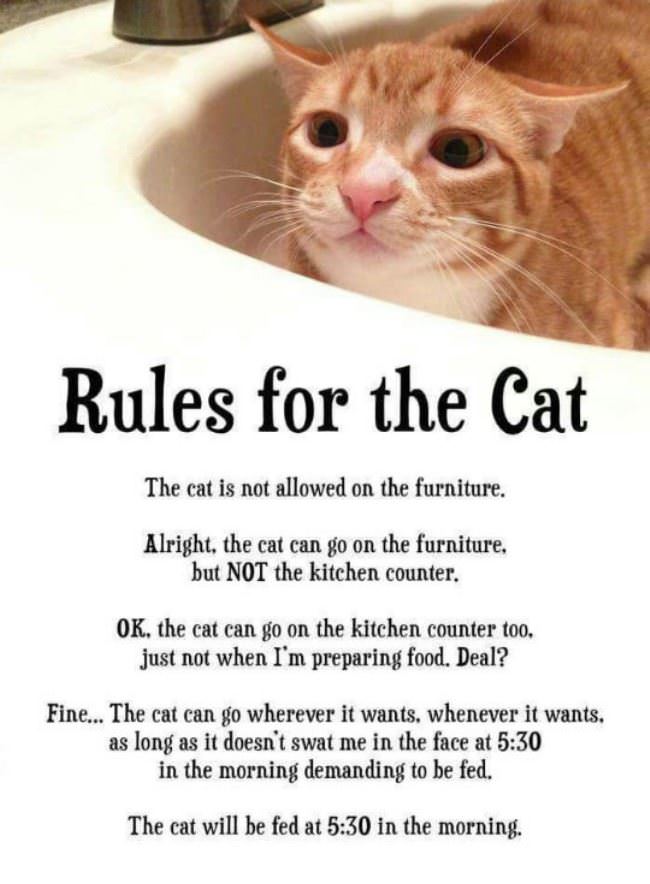 Rules For The Cat