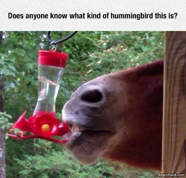 What Kind Of Hummingbird