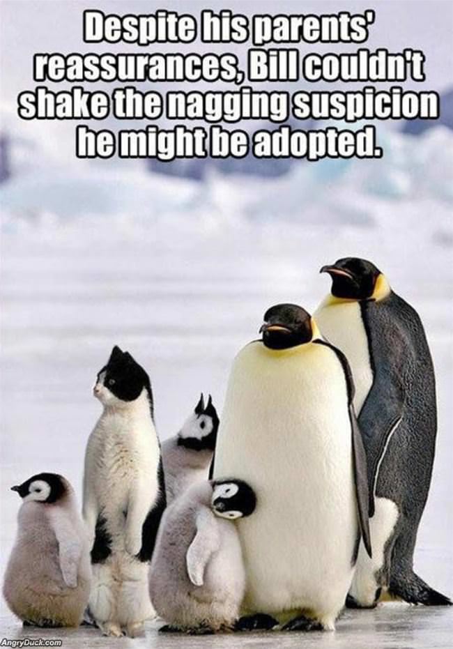 Adopted