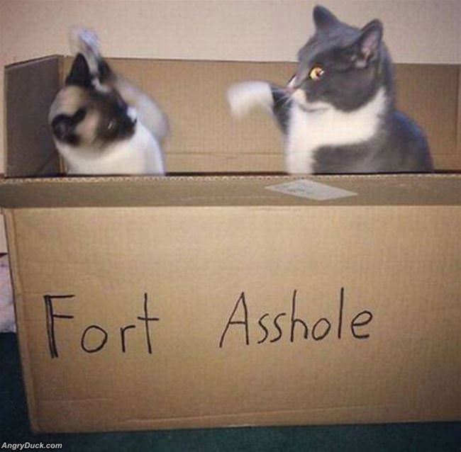 Cat Fort