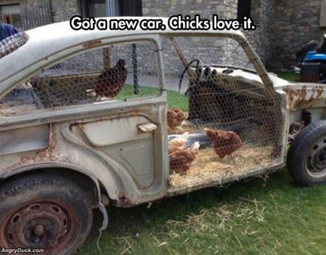 Chicks Love It