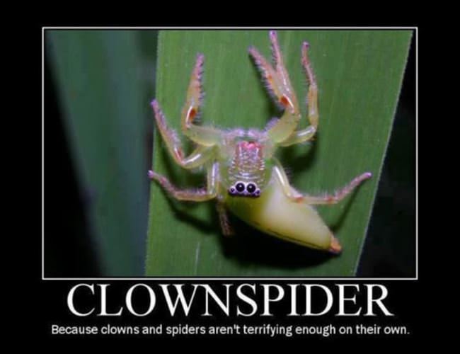 Clownspider