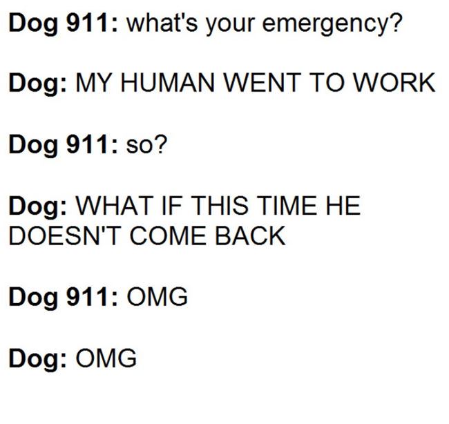 Dog 911