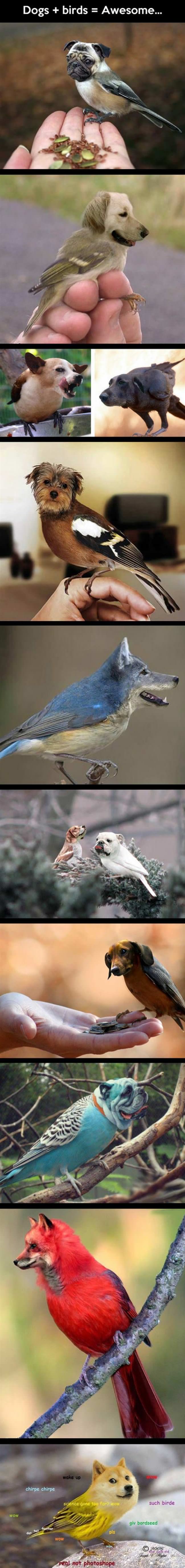 Dog Birds