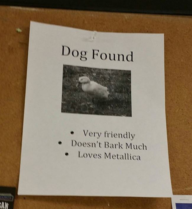 Dog Found