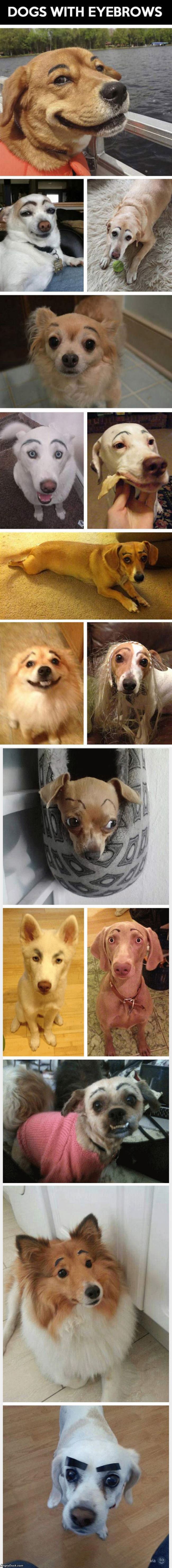 Dogs With Eyebrows