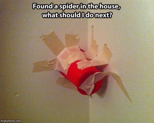 Found A Spider