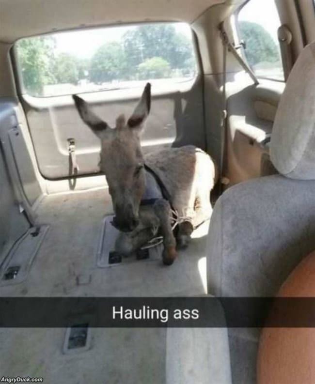 Hauling Ass