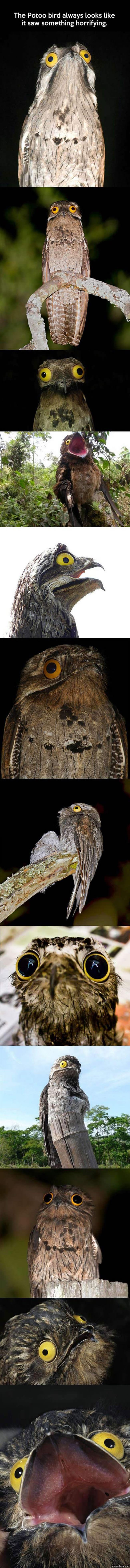 Potoo Bird